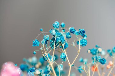 Mercan Çanları (Heuchera) çiçeklerinin yumuşak ve canlı bir makro fotoğrafı, zarif taç yapraklarını ve zengin renklerini sergiliyor, ideal bir botanik duvar kağıdı arka planı..