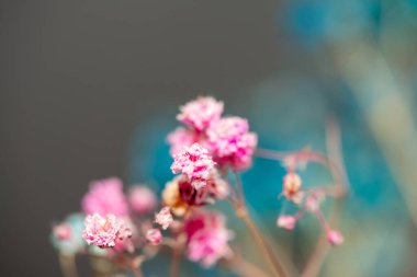 Mercan Çanları (Heuchera) çiçeklerinin yumuşak ve canlı bir makro fotoğrafı, zarif taç yapraklarını ve zengin renklerini sergiliyor, ideal bir botanik duvar kağıdı arka planı..
