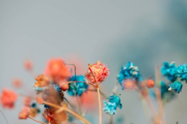 Mercan Çanları (Heuchera) çiçeklerinin yumuşak ve canlı bir makro fotoğrafı, zarif taç yapraklarını ve zengin renklerini sergiliyor, ideal bir botanik duvar kağıdı arka planı..