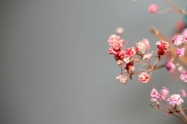 Mercan Çanları (Heuchera) çiçeklerinin yumuşak ve canlı bir makro fotoğrafı, zarif taç yapraklarını ve zengin renklerini sergiliyor, ideal bir botanik duvar kağıdı arka planı..