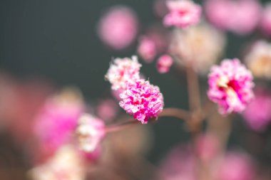 Mercan Çanları (Heuchera) çiçeklerinin yumuşak ve canlı bir makro fotoğrafı, zarif taç yapraklarını ve zengin renklerini sergiliyor, ideal bir botanik duvar kağıdı arka planı..