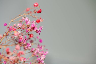 Mercan Çanları (Heuchera) çiçeklerinin yumuşak ve canlı bir makro fotoğrafı, zarif taç yapraklarını ve zengin renklerini sergiliyor, ideal bir botanik duvar kağıdı arka planı..
