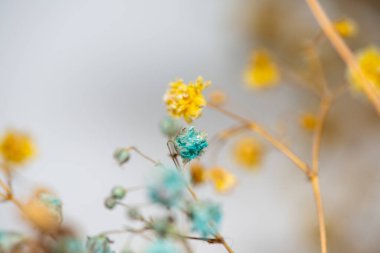 Mercan Çanları (Heuchera) çiçeklerinin yumuşak ve canlı bir makro fotoğrafı, zarif taç yapraklarını ve zengin renklerini sergiliyor, ideal bir botanik duvar kağıdı arka planı..