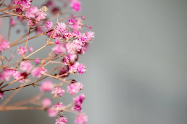 Mercan Çanları (Heuchera) çiçeklerinin yumuşak ve canlı bir makro fotoğrafı, zarif taç yapraklarını ve zengin renklerini sergiliyor, ideal bir botanik duvar kağıdı arka planı..