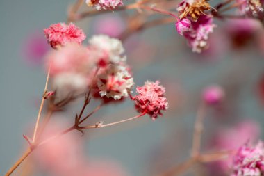 Mercan Çanları (Heuchera) çiçeklerinin yumuşak ve canlı bir makro fotoğrafı, zarif taç yapraklarını ve zengin renklerini sergiliyor, ideal bir botanik duvar kağıdı arka planı..