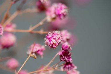 Mercan Çanları (Heuchera) çiçeklerinin yumuşak ve canlı bir makro fotoğrafı, zarif taç yapraklarını ve zengin renklerini sergiliyor, ideal bir botanik duvar kağıdı arka planı..
