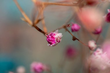 Mercan Çanları (Heuchera) çiçeklerinin yumuşak ve canlı bir makro fotoğrafı, zarif taç yapraklarını ve zengin renklerini sergiliyor, ideal bir botanik duvar kağıdı arka planı..