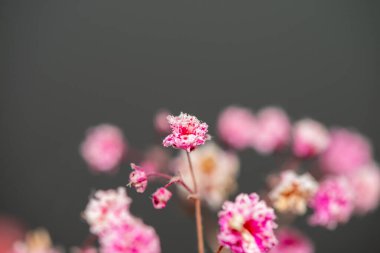 Mercan Çanları (Heuchera) çiçeklerinin yumuşak ve canlı bir makro fotoğrafı, zarif taç yapraklarını ve zengin renklerini sergiliyor, ideal bir botanik duvar kağıdı arka planı..