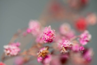 Mercan Çanları (Heuchera) çiçeklerinin yumuşak ve canlı bir makro fotoğrafı, zarif taç yapraklarını ve zengin renklerini sergiliyor, ideal bir botanik duvar kağıdı arka planı..