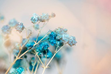 Mercan Çanları (Heuchera) çiçeklerinin yumuşak ve canlı bir makro fotoğrafı, zarif taç yapraklarını ve zengin renklerini sergiliyor, ideal bir botanik duvar kağıdı arka planı..