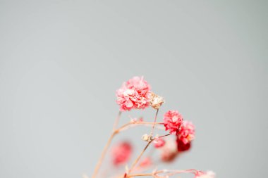 Mercan Çanları (Heuchera) çiçeklerinin yumuşak ve canlı bir makro fotoğrafı, zarif taç yapraklarını ve zengin renklerini sergiliyor, ideal bir botanik duvar kağıdı arka planı..