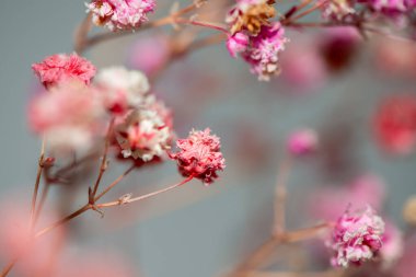 Mercan Çanları (Heuchera) çiçeklerinin yumuşak ve canlı bir makro fotoğrafı, zarif taç yapraklarını ve zengin renklerini sergiliyor, ideal bir botanik duvar kağıdı arka planı..