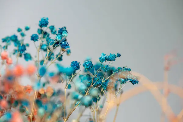 Mercan Çanları (Heuchera) çiçeklerinin yumuşak ve canlı bir makro fotoğrafı, zarif taç yapraklarını ve zengin renklerini sergiliyor, ideal bir botanik duvar kağıdı arka planı..