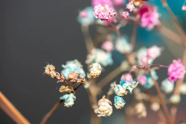 Mercan Çanları (Heuchera) çiçeklerinin yumuşak ve canlı bir makro fotoğrafı, zarif taç yapraklarını ve zengin renklerini sergiliyor, ideal bir botanik duvar kağıdı arka planı..