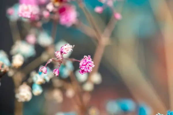 Mercan Çanları (Heuchera) çiçeklerinin yumuşak ve canlı bir makro fotoğrafı, zarif taç yapraklarını ve zengin renklerini sergiliyor, ideal bir botanik duvar kağıdı arka planı..