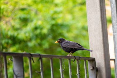 Bir Turdus Merula 'nın (yaygın karatavuk) yerleşim yerinin korkuluklarında sakince duran doğal bir fotoğrafı..