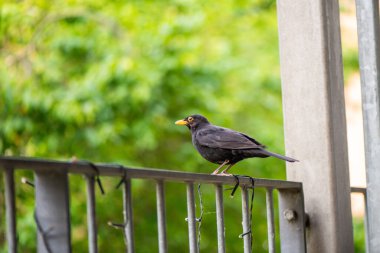 Bir Turdus Merula 'nın (yaygın karatavuk) yerleşim yerinin korkuluklarında sakince duran doğal bir fotoğrafı..
