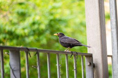 Bir Turdus Merula 'nın (yaygın karatavuk) yerleşim yerinin korkuluklarında sakince duran doğal bir fotoğrafı..