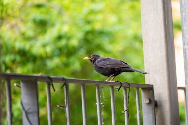 Bir Turdus Merula 'nın (yaygın karatavuk) yerleşim yerinin korkuluklarında sakince duran doğal bir fotoğrafı..