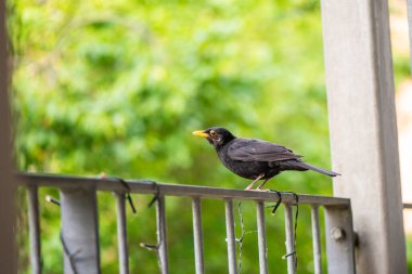 Bir Turdus Merula 'nın (yaygın karatavuk) yerleşim yerinin korkuluklarında sakince duran doğal bir fotoğrafı..