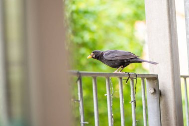 Bir Turdus Merula 'nın (yaygın karatavuk) yerleşim yerinin korkuluklarında sakince duran doğal bir fotoğrafı..
