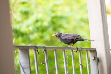 Bir Turdus Merula 'nın (yaygın karatavuk) yerleşim yerinin korkuluklarında sakince duran doğal bir fotoğrafı..