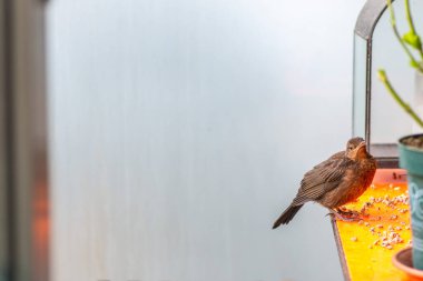 Bir Turdus Merula 'nın (yaygın karatavuk) yerleşim yerinin korkuluklarında sakince duran doğal bir fotoğrafı..