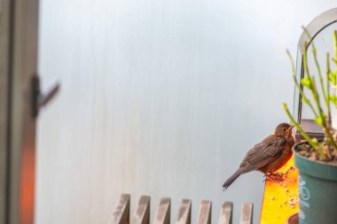 Bir Turdus Merula 'nın (yaygın karatavuk) yerleşim yerinin korkuluklarında sakince duran doğal bir fotoğrafı..