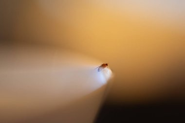 Bir Drosophila melanogasterinin (meyve sineği) temiz, beyaz seramik bir yüzeyin kenarına konmuş çarpıcı bir makro fotoğrafı.