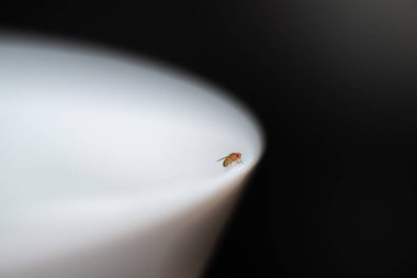 Bir Drosophila melanogasterinin (meyve sineği) temiz, beyaz seramik bir yüzeyin kenarına konmuş çarpıcı bir makro fotoğrafı.