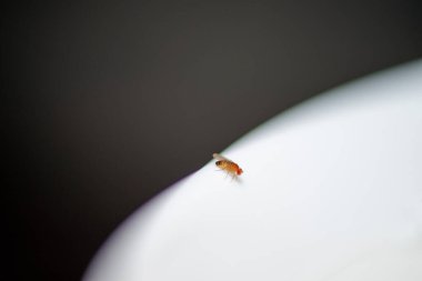Bir Drosophila melanogasterinin (meyve sineği) temiz, beyaz seramik bir yüzeyin kenarına konmuş çarpıcı bir makro fotoğrafı.