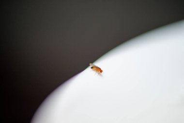 Bir Drosophila melanogasterinin (meyve sineği) temiz, beyaz seramik bir yüzeyin kenarına konmuş çarpıcı bir makro fotoğrafı.