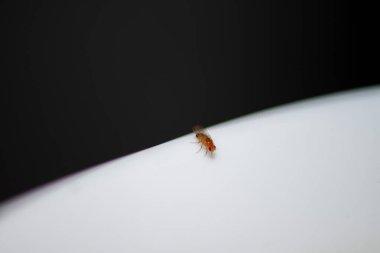 Bir Drosophila melanogasterinin (meyve sineği) temiz, beyaz seramik bir yüzeyin kenarına konmuş çarpıcı bir makro fotoğrafı.