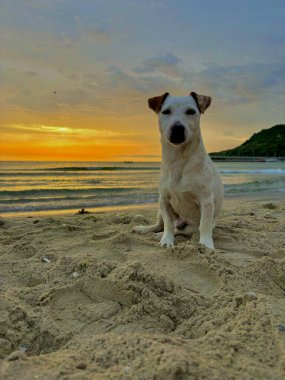 Şafakta yalnız bir köpek