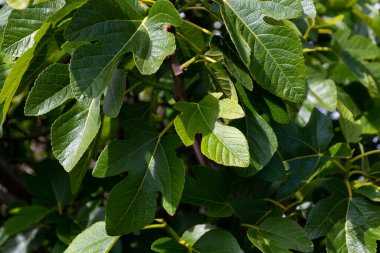 Bahçedeki ağaçta yeşil yaprak