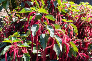Bahçedeki yeşil fasulyeler.