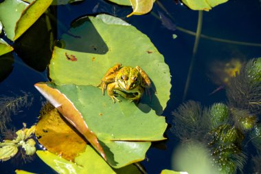 frog in a pond clipart