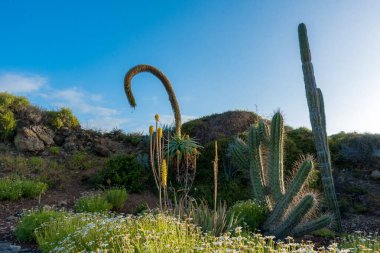 cactus in tenerife island, spain clipart