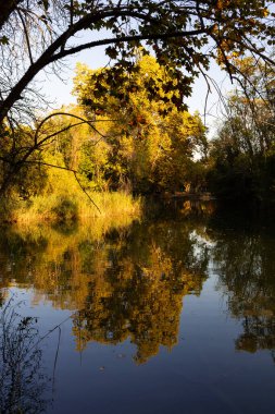 Öğleden sonra parkta sonbahar ağaçları