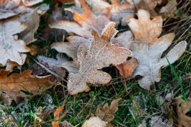 Karda donmuş yapraklar