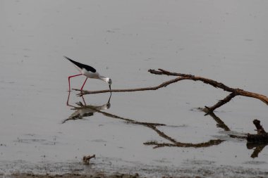 siyah kanatlı stilt (manhihitopus himantopus) )