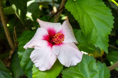 Hibiscus Bahçe