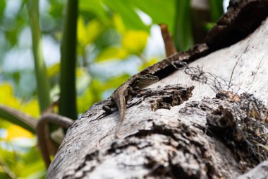 Ağaçtaki bir kertenkeleye yaklaş