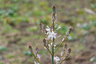 Bahçedeki güzel çiçekler
