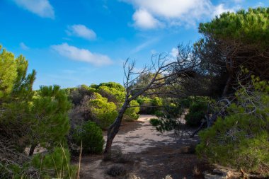 Çam dalları ve mavi denizli güzel Akdeniz manzarası