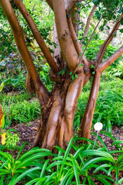 Parkın güzel manzarası