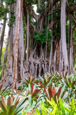 Tropikal ormanda güzel yeşil ağaçlar, Hawaii