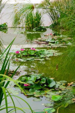 Gölette güzel nilüfer çiçekleri