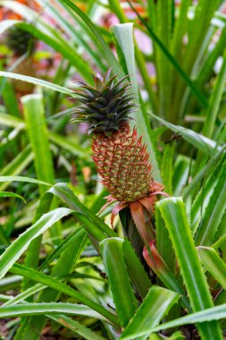 Bahçede yaprakları olan güzel ananas bitkisinin manzarasını kapat.