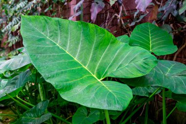 Doğadaki fil ya da filin yeşil yaprağı. Yeşil arka planlı tropikal yaprak.